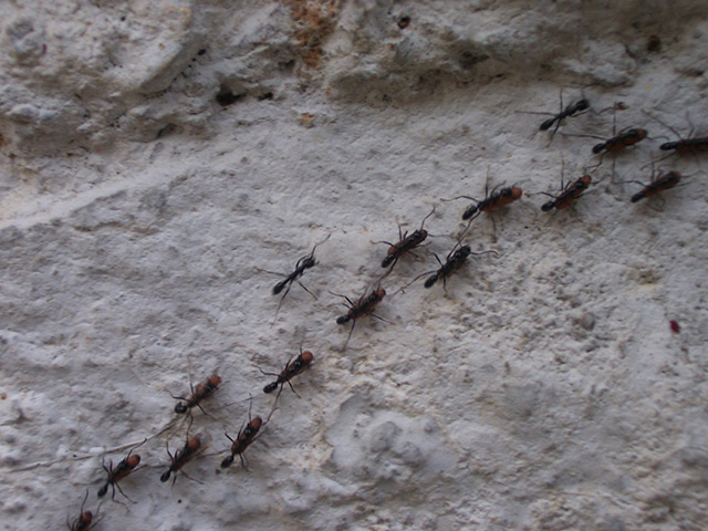 Mengusir Serangga Yang Bersarang Di Kabin Mobil Blackxperience Com Mengusir Serangga Yang Bersarang Di Kabin Mobil Blackxperience Com