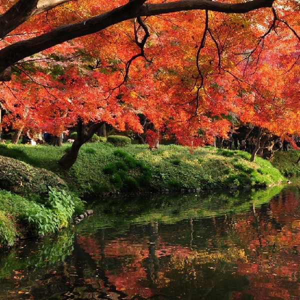 Tersesat Dalam Pesona Taman Koishikawa Korakuen