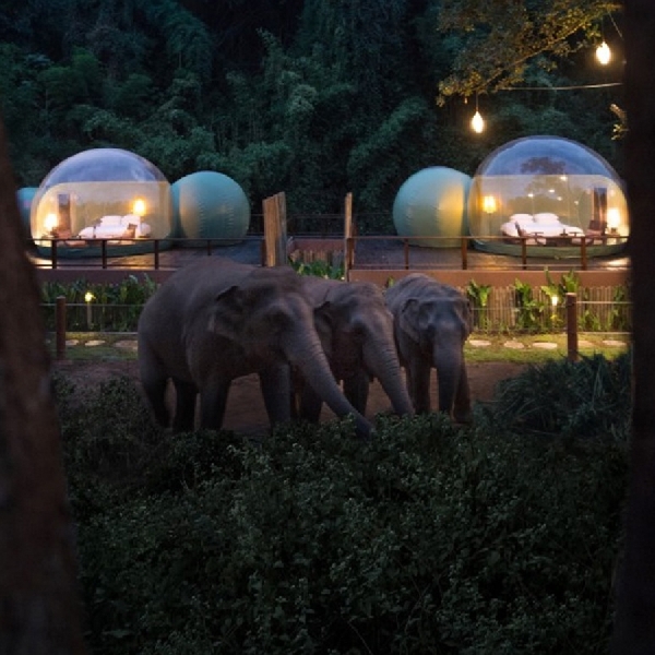 Hotel Berfasilitas Jungle Bubbles Memungkinkan Tamu Tidur di Antara Gajah