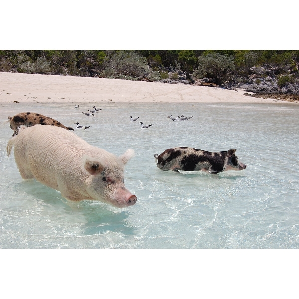 Bisa Berenang Bareng Babi di Bahama. Penasaran?