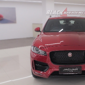 DNA Jaguar terlihat dari wajahnya