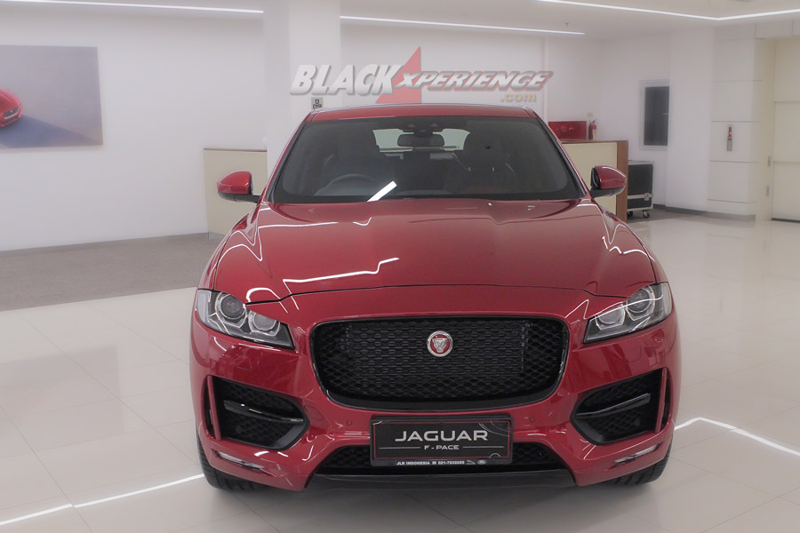 DNA Jaguar terlihat dari wajahnya