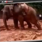 Ketika Mobil Off Road Terjebak di Kubangan Lumpur Gajah Jadi Solusinya