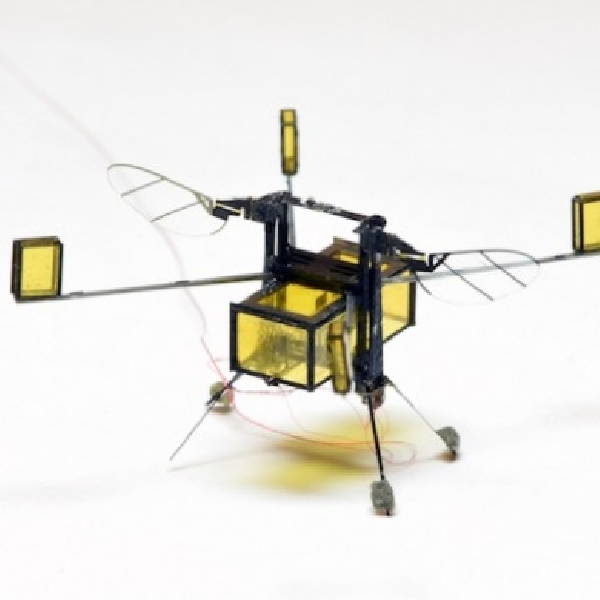 RoboBee, Micro Robot yang Bisa Berenang, Terbang dan Mendarat Sekaligus