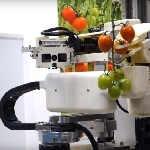 Panasonic Membangun Robot Pemetik Tomat yang Anggun