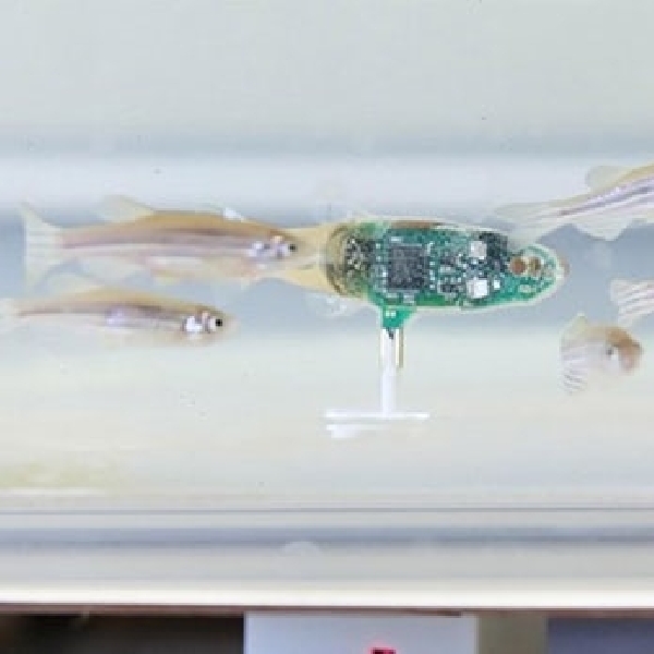 Zebrafish Robot, Secret Agent yang Infiltrasi dan Pengaruhi Koloni Ikan