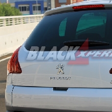 Logo Singa di Belakang