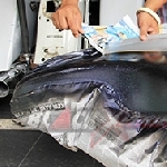 Bodi Dipastikan Berwarna Biru Candy dengan Stripes Airbrush