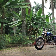 Honda Tiger bergaya chopper