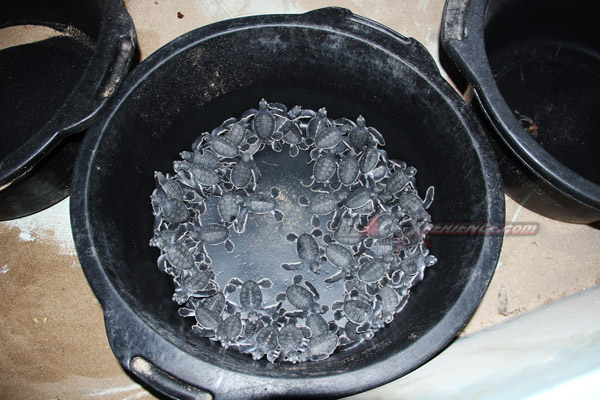 OSC Goes To Ujung Genteng